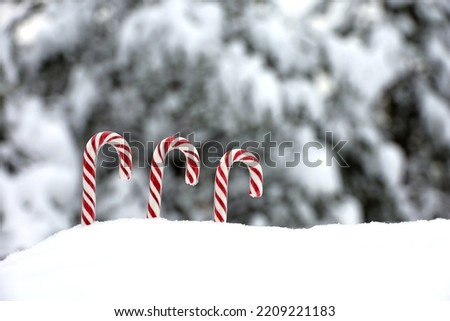 Christmas candy canes on the snow in winter forest. Background for New Year celebration, cold weather