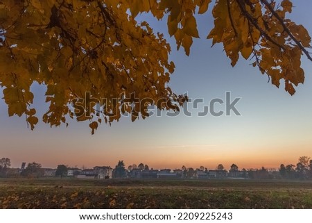 Tree with yellow autumn colors with city panorama in the background at sunset. Dramatic colorful evening scene, Vittorio Veneto, Italy