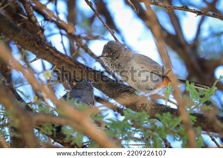 Chestnut-vented tit-babbler hiding in a tree Royalty-Free Stock Photo #2209226107