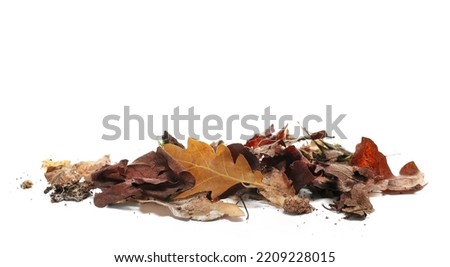 Pile rotten oak leaves isolated on white Royalty-Free Stock Photo #2209228015