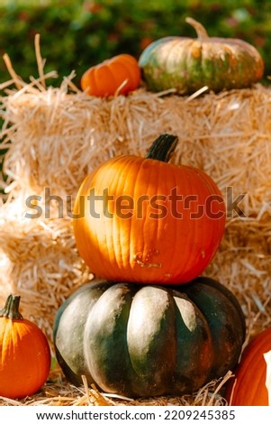 beautifully laid out pumpkins for a photo shoot