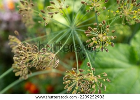 Dill plant with dill seeds, close-up. Large inflorescence of dill on green background. Spicy grass background of dill plant for publication, design, poster, calendar, post, screensaver, wallpaper Royalty-Free Stock Photo #2209252903