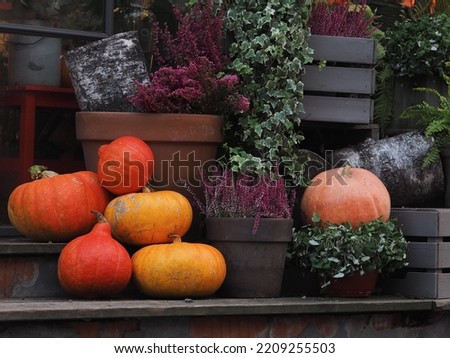 Pumpkins, heather a decorating the steps of a flower shop. Halloween and Thanksgiving day. Festive pumpkins. Festive autumn pumpkins on a doorstep. A collection of festive pumpkins.
