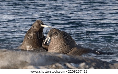 two walruses fighting arctic sea