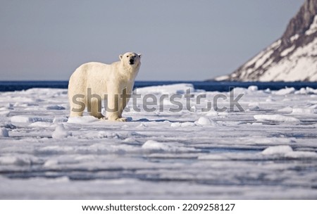 polar bear on he pack ice artic sea
