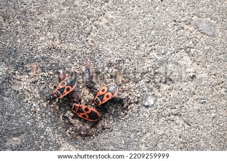Three beetles, known as firefighters or soldiers, on an asphalt road. Close-up. Selective focus.