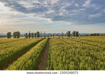 Countryside path through green fields with trees