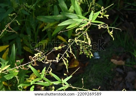Panicled tick trefoil fruits. Prickly seeds. Fabaceae perennial plants native to North America.
In autumn, small red-purple butterfly-shaped flowers bloom and the fruits are legumes. Royalty-Free Stock Photo #2209269589