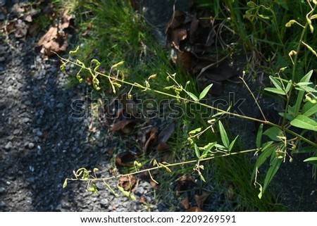 Panicled tick trefoil fruits. Prickly seeds. Fabaceae perennial plants native to North America.
In autumn, small red-purple butterfly-shaped flowers bloom and the fruits are legumes. Royalty-Free Stock Photo #2209269591