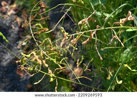 Panicled tick trefoil fruits. Prickly seeds. Fabaceae perennial plants native to North America.
In autumn, small red-purple butterfly-shaped flowers bloom and the fruits are legumes. Royalty-Free Stock Photo #2209269593