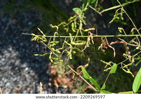 Panicled tick trefoil fruits. Prickly seeds. Fabaceae perennial plants native to North America.
In autumn, small red-purple butterfly-shaped flowers bloom and the fruits are legumes. Royalty-Free Stock Photo #2209269597