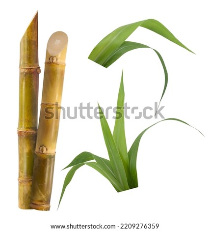 Single object of Sugar cane isolated on white background Royalty-Free Stock Photo #2209276359