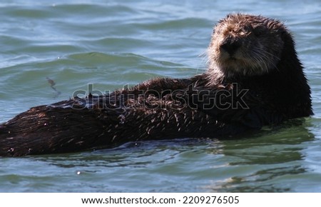 Otter lounging in the bay