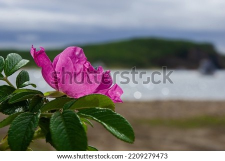 Blurred focus. Pink rosehip flowers over the sea.