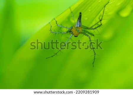 a link spider on green leaf