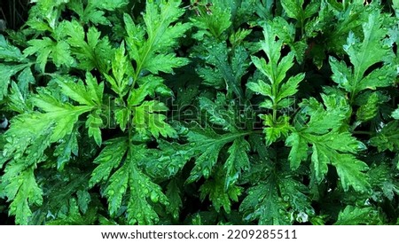Close up shoot of Artemisia vulgaris, this plant is also known as riverside wormwood; mugwort; common mugwort; wild wormwood; old uncle Henry; sailor’s tobacco; chrysanthemum weed; and felon herb Royalty-Free Stock Photo #2209285511