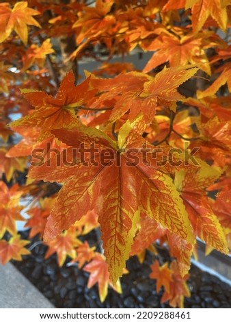 the color of the maple leaf that resembles the color of the sunset