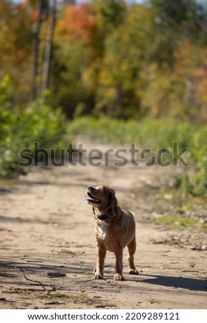 Photo of a cocker spaniel dog standing on a dirt pathway in the country. It is autumn and the leaves are changing colours in the background. This photo was taken in Ottawa, Canada in October.