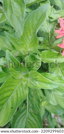natural plant leaf and background photos
