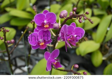 Selective focus close up of purple moth orchids (Phalaenopsis amabilis) white and pink orchid in the garden. Orchid background. Flat lay. Natural Background. Royalty-Free Stock Photo #2209300875