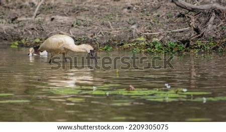 Spoonbill bird feeding in the water