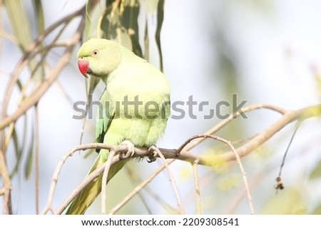 View of Rose Ringed Parakeet