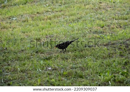 The blackbird on the ground forages.