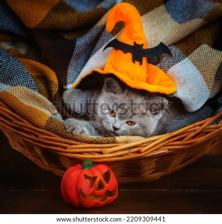 Kitten sitting in a basket next to an artificial pumpkin in a witch's hat on his head