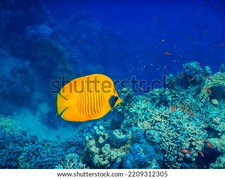 yellow mask butterfly fish swimming in deep blue water in egypt