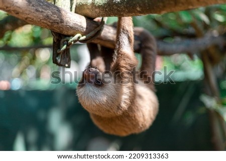 costa rican sloth hanging relaxed from a tree branch while resting and sleeping
