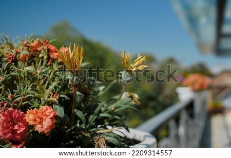 Flowers, close-up and selective focus, the idea of decorating space and improving the environment. The concept of decorating a balcony, patio or loggia with fresh flowers