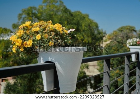 Flowers, close-up and selective focus, the idea of decorating space and improving the environment. The concept of decorating a balcony, patio or loggia with fresh flowers