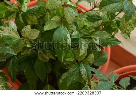 Hibiscus is a genus of flowering plants in the mallow family, Malvaceae. Woody shrub or small tree Ornamental plant. Beautiful variegated leaves of hibiscus plant. Royalty-Free Stock Photo #2209328337