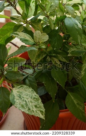Hibiscus is a genus of flowering plants in the mallow family, Malvaceae. Woody shrub or small tree Ornamental plant. Beautiful variegated leaves of hibiscus plant. Royalty-Free Stock Photo #2209328339