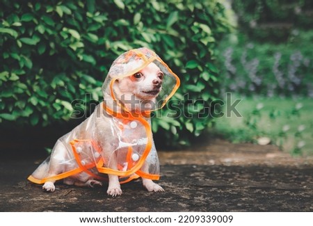 Portrait of brown short hair chihuahua dog wearing rain coat hood sitting  on cement floor  in the garden, looking away.