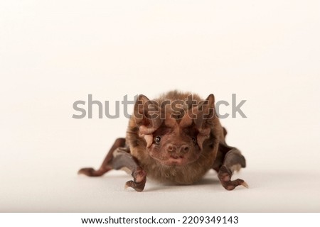 A critically endangered Florida bonneted bat  Royalty-Free Stock Photo #2209349143