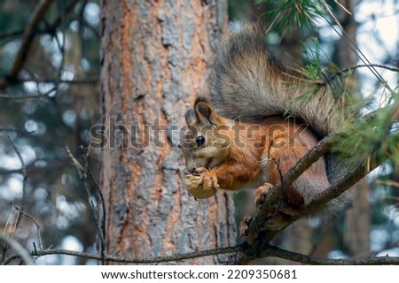 A cute red squirrel sits on a pine branch and eats walnuts. Wild animals, care for the environment.