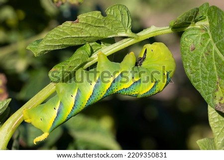acherontia atropos caterpillar on potato plant. horizontal macro-photography. Nature picture