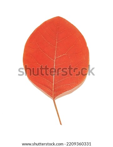A single dry shrub leaf highlighted on a white background