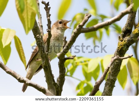 Thrush nightingale, Luscinia luscinia. A singing bird sits on a tree branch Royalty-Free Stock Photo #2209361155
