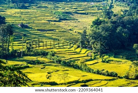 Beautiful landscape view of paddy farmland at kathmandu, Nepal.