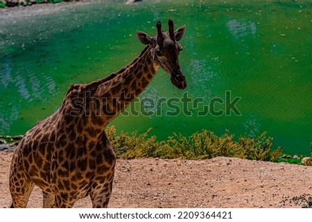 giraffe in the wild close up