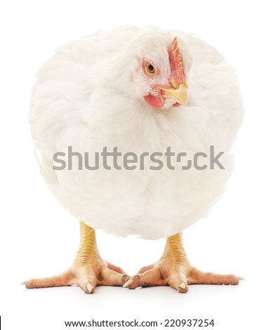white hen isolated on white, studio shot