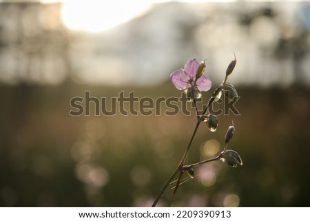 Field of purple flowers in the pine courtyard