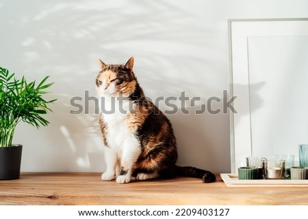 Relaxed cat in modern minimalist style interior with white poster mockup, candles on a wooden console with tropical green home plants under sunlight and shadows on a gray wall. Selective focus