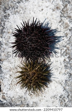 Two sea urchin shells on salty rock