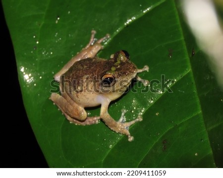 Frilled Tree Frog (Kurixalus appendiculatus) is a type of tree frog with a small size that is usually found in the leaves and twigs of trees in the forest.