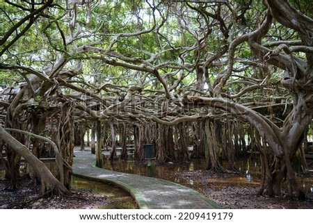 Sai Ngam Park has very beautiful banyan roots. Most popular tourists come to visit. Located in Phimai District, Nakhon Ratchasima Province, Thailand. Royalty-Free Stock Photo #2209419179