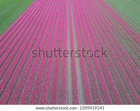 Drone pictures of the colorful tulip fields in the Netherlands! 