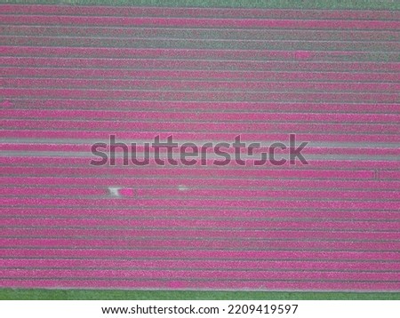 Drone pictures of the colorful tulip fields in the Netherlands! 